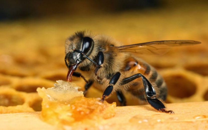 Лечение аденомы предстательной железы пчелиным подмором