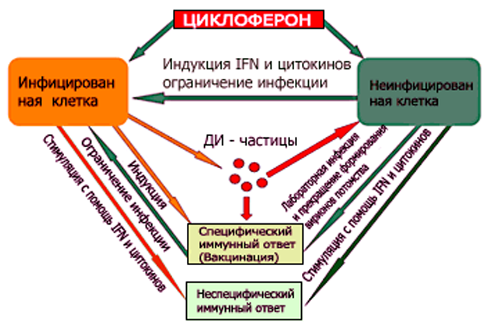 Уколы циклоферон: инструкция по применению лекарства для иммунитета