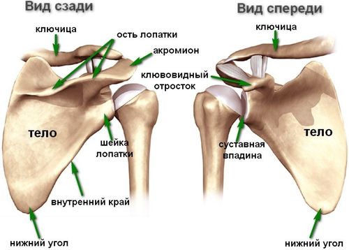 Анатомическое строение плечевого сустава