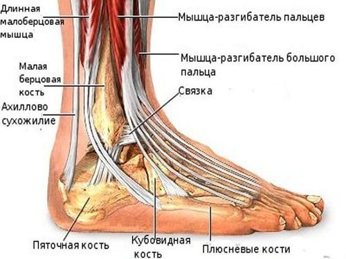 Анатомия голеностопа