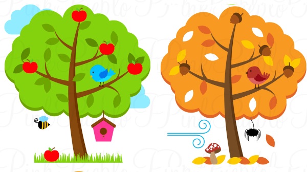 Картинка осеннего и летнего деревьев