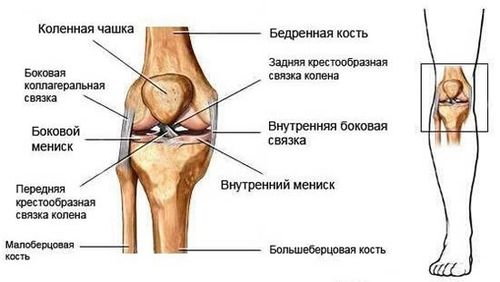 Строение колена