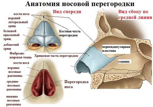 Анатомия носовой перегородки