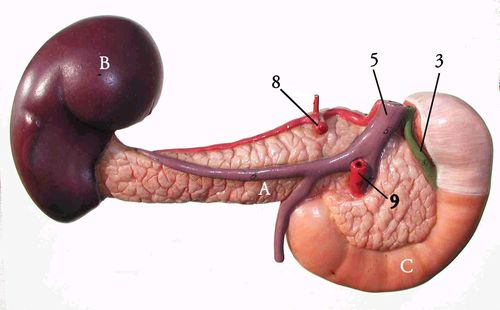 анатомия селезенки