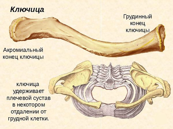 Схема устройства костей