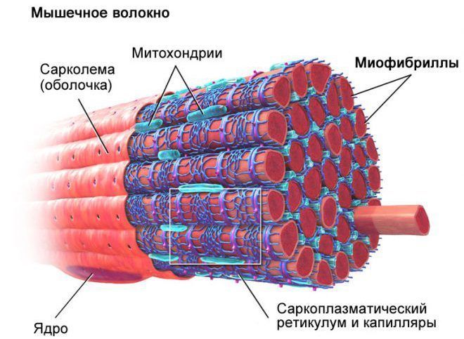 Микроархитектура мышечного волокна.