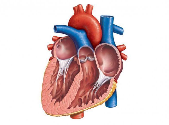 Миксома сердца: причины, патофизиология, диагностика, лечение, прогноз